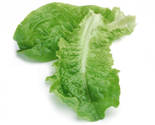 green leaf lettuces