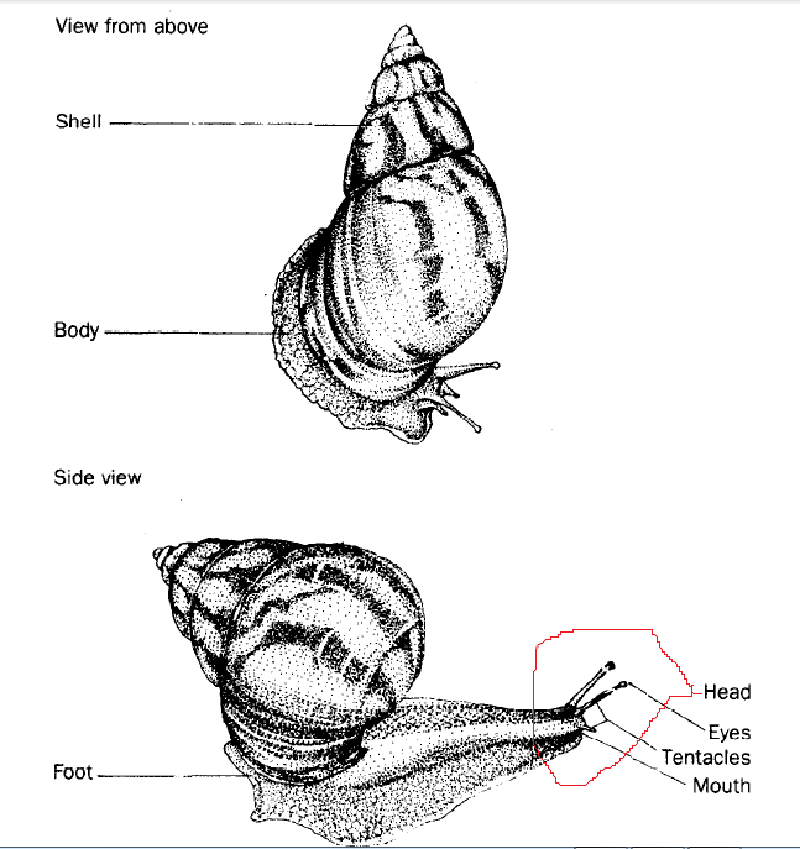 snails descriptions